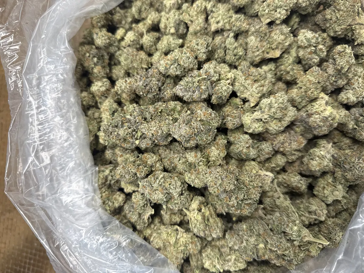 Purple Blizzard Flower